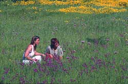 Blumenwiese auf Nordzypern