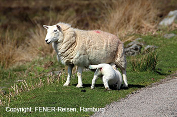 Schafe in Schottland