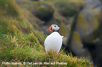 Papageientaucher auf Puffin