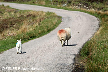 Schafe auf der Landstraße