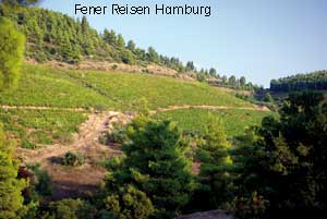 Weinberge von dem Weinkeller Porto Karas auf Chalkidiki in Griechenland