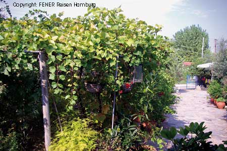 Der üppige Kivi-Garten von den Vassilis Ferienwohnungen