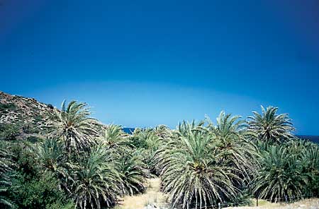Die Palmen von Vai