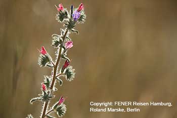 Blume am Wegesrand