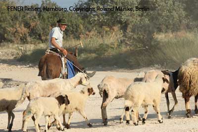 Scharfhirte auf der Karpaz-Halbinsel in Nordzypern