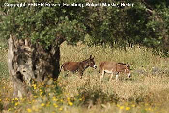 Esel auf der Karpaz-Halbinsel in Nordzypern