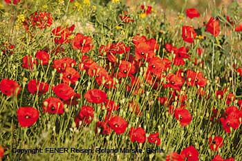 Mohnblumen bei Karmi