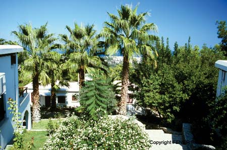 NZY Onus Village.1