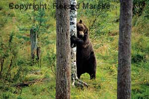 Auch Bären sind in Norwegen noch beheimatet