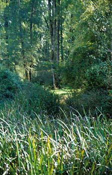 sinopauwald