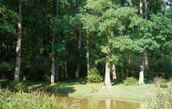 sinopwald
